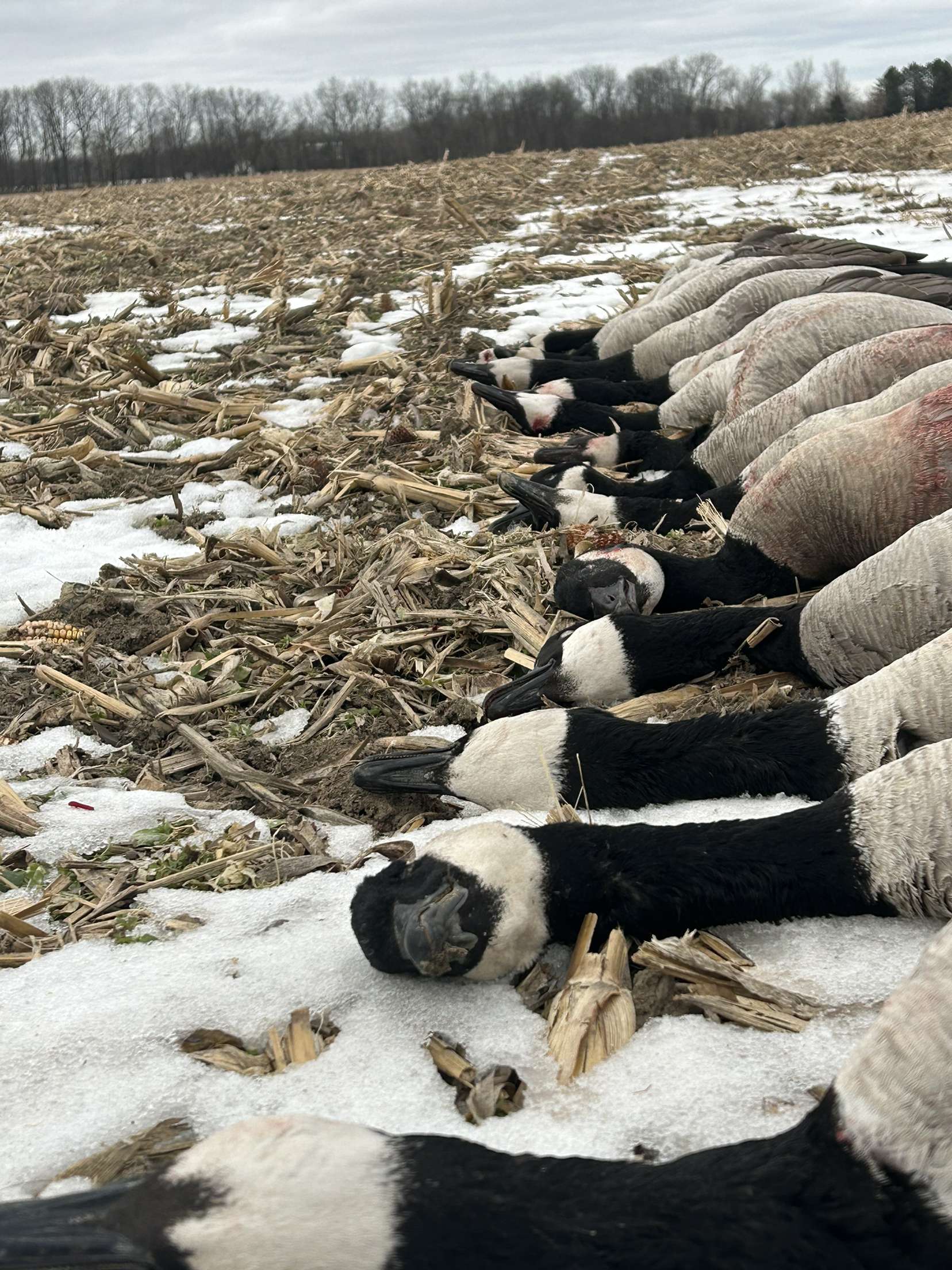 Guided Michigan Goose Hunts | Red Oak Hunts Waterfowl Trips